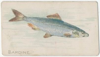 30 Sardine